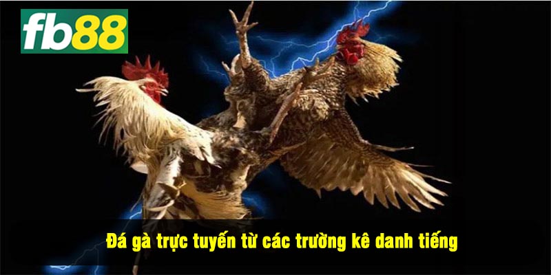 Đá gà trực tuyến từ các trường kê danh tiếng